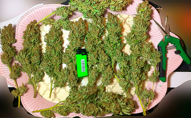 Срезанные шишки