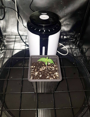 Росток на первой неделе выращивания Появление второй пары листьев