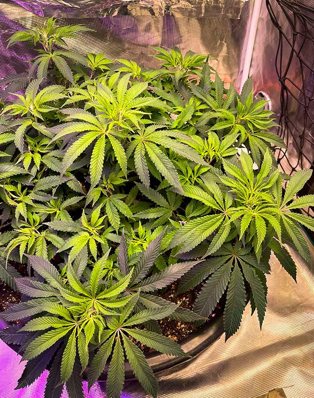 Развитие куста на 9 неделе выращивания Куст конопли на 9 неделе