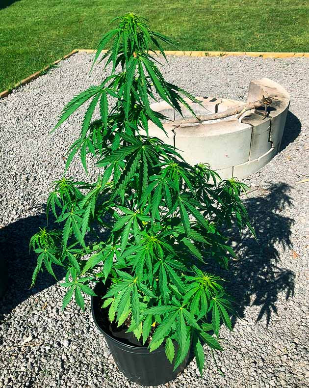 Борьба с вредителями на 7 неделе Формирование соцветий конопли