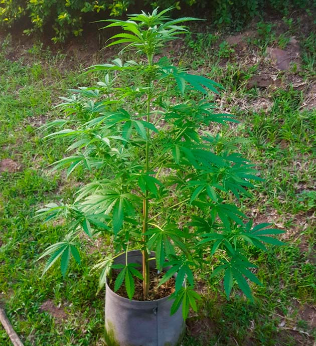 Нехватка влаги в почве Растение после недолива воды