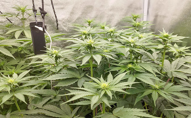 Lemon Tree: сюрприз на второй неделе цветения Вторая неделя цветения: неожиданный рост