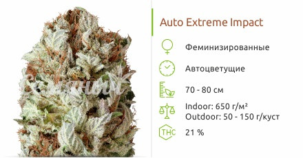 Сорт марихуаны Extreme Impact Auto Extreme Impact Auto от Heavyweight Seeds