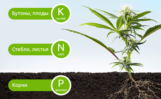 Основные макроэлементы для жизнедеятельности каннабиса Роли макроэлементов в развитии куста конопли