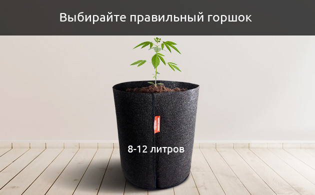 Слабое развитие автоцветов из-за недостатка места для выращивания Недостаток места для выращивания автоцветов