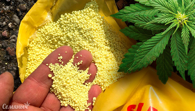 Дефицит серы у конопли Нехватка серы у каннабиса