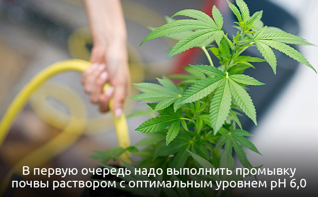 Устранение дефицита железа у конопли