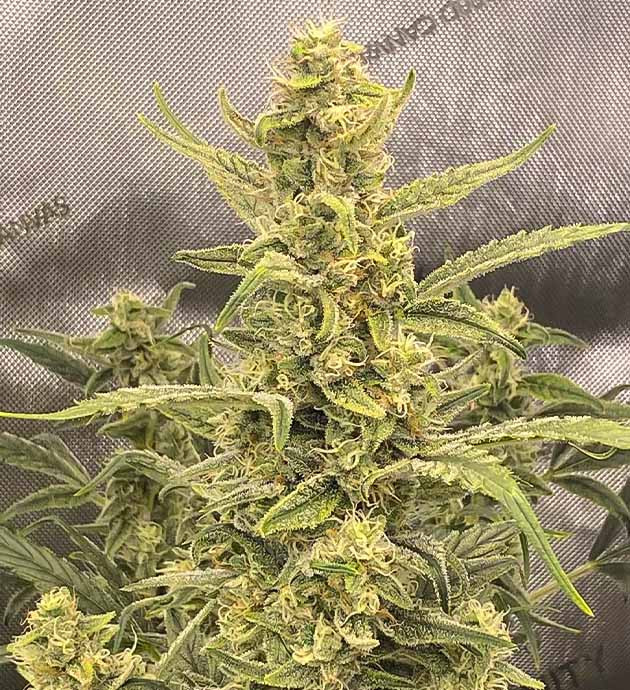 Развитие кустов на 9 неделе выращивания Центральная кола конопли