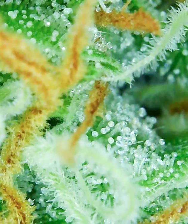 Промывка и подготовка к сбору Bruce Banner Auto