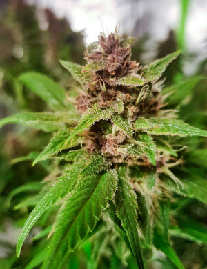 Процесс цветения марихуаны