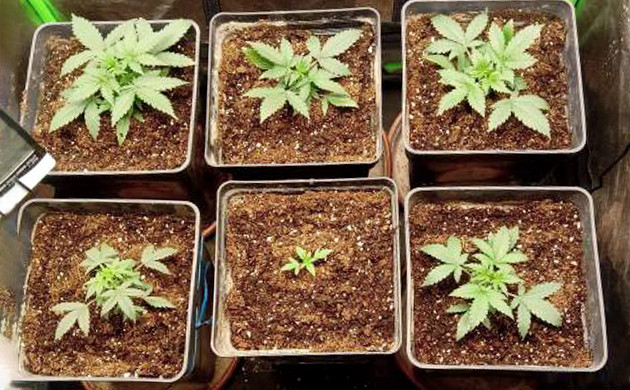 Замедленный рост одного из шести кустов