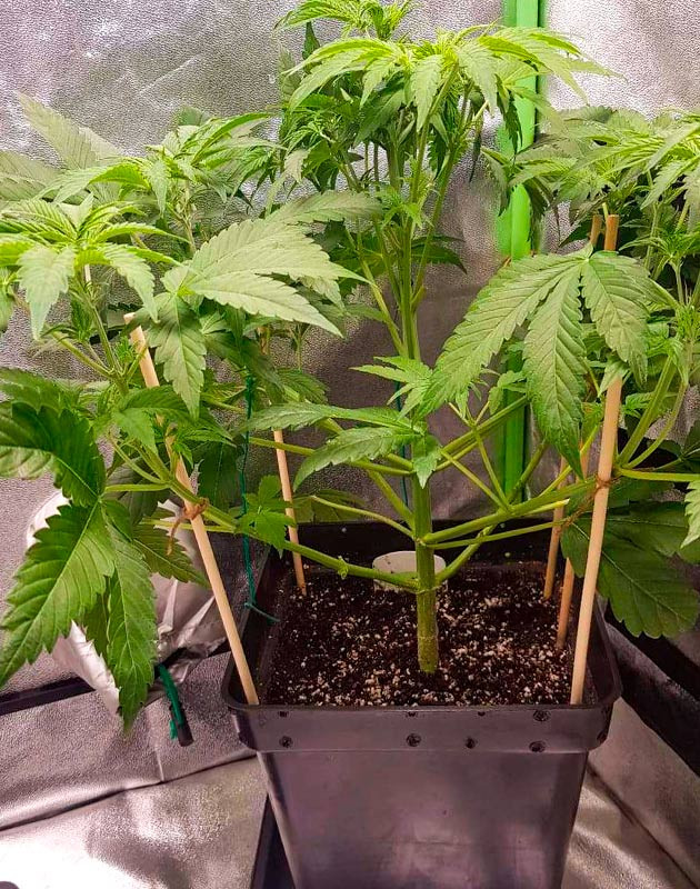 Стимуляция цветения сорта Skywalker Haze