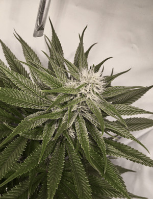 Кола Glookies на 8 неделе