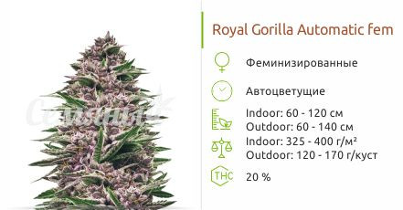 Royal Gorilla Automatic от Royal Queen Seeds