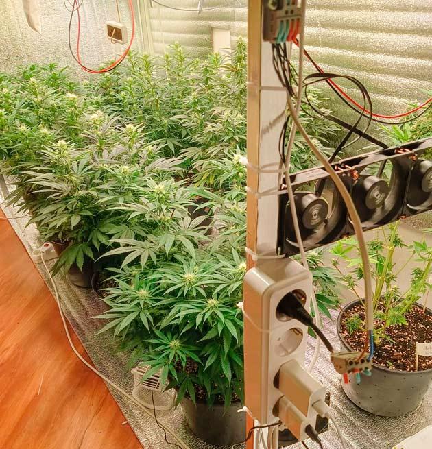 Микроклимат внутри гроубокса Кусты Permanent Marker от 7CH American на стадии цветения