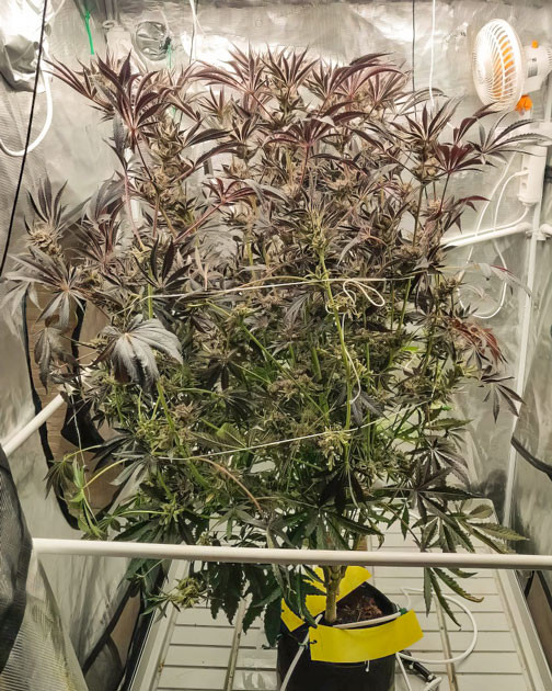 Предхарвест куста Lemon Tree