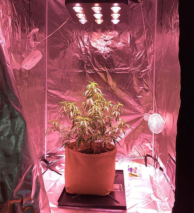 Пересадка клона в гроубэг Blueberry Muffin: подготовка к топпингу