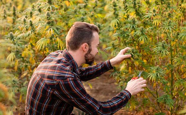 Рудералис: компактное растение с рыхлой кроной Растение конопли рудералис в естественной форме