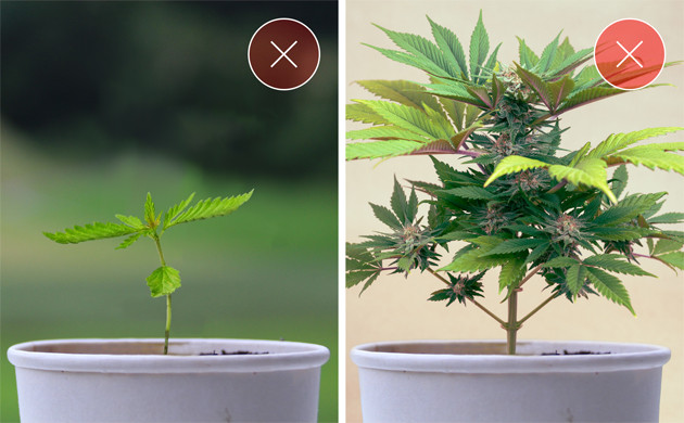 Подходящее время для пересадки конопли Выбор времени для пересадки марихуаны