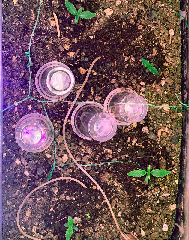 4 ростка Runtz XL Auto