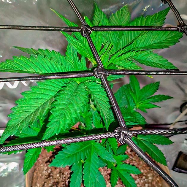 Куст Keepers OG Autoflower на стадии вегетации