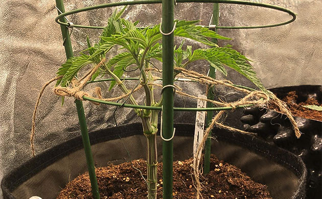 Тренировка куста конопли Растяжка ветвей в разные стороны