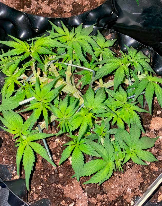 Куст Gorilla Zkittlez Auto на 5 неделе выращивания