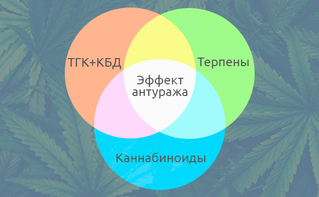 Исследования эффекта антуража каннабиса Синергия ТГК и КБД