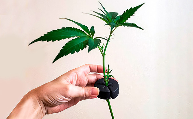 Клонирование - способ сохранить уникальную генетику растения