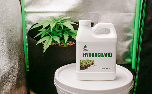 Полезные бактерии