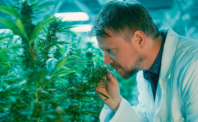 Как выявить и использовать доминантные гены Важность доминантного гена при селекции конопли