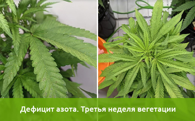 Исследования недостатка азота в марихуане