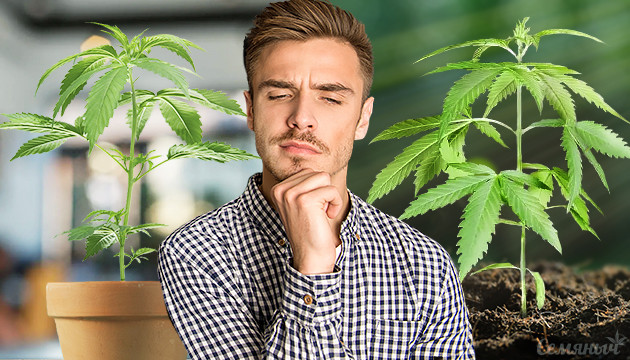 Выращивание в индоре и аутдоре Индор против аутдора