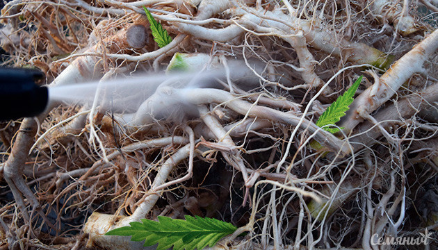 Полезные свойства корней конопли