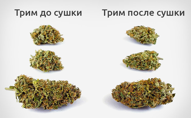 Способы тримминга каннабиса
