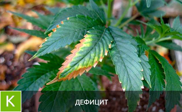 Дефицит калия Листья при дефиците калия