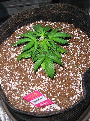 Первый куст Tangie'matic auto высотой 16 см