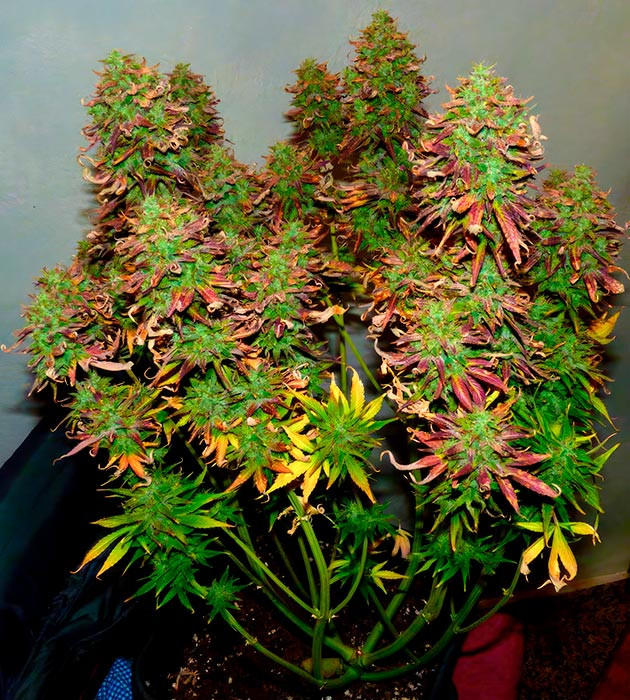 Куст конопли перед харвестом