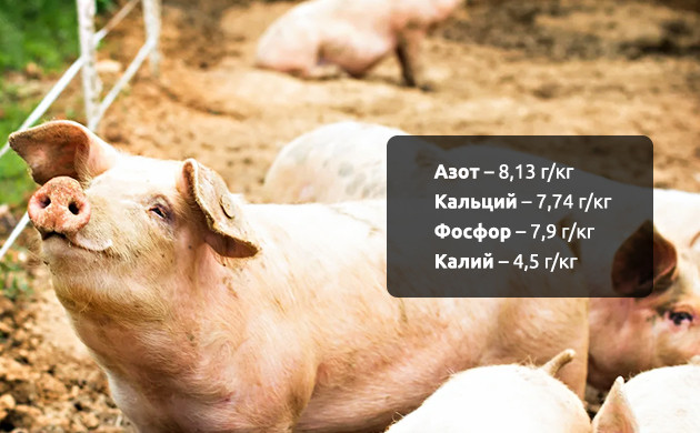 Состав свиного навоза