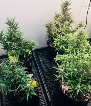 Шестая неделя выращивания