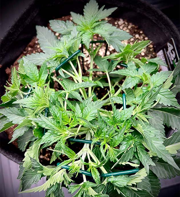 Проведение LST и изменения в составе удобрений Куст Cherry Cola Auto от FastBuds на 4 неделе