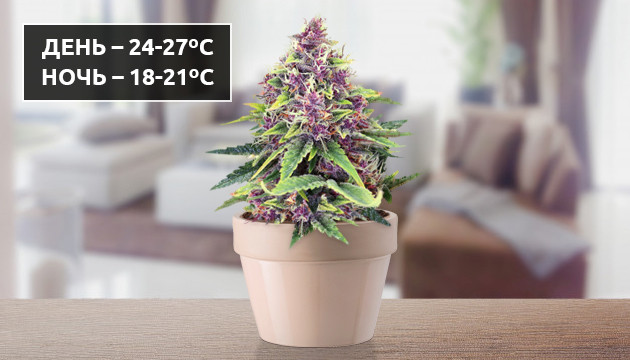 Температура для цветной конопли Температурный режим для фиолетовой конопли