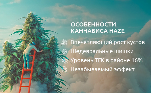 Особенности сорта конопли Haze Особенности марихуаны Haze