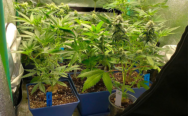 Эксперимент Solo Cup Challenge 2020 года Куст в стаканчике в небольшом гроубоксе