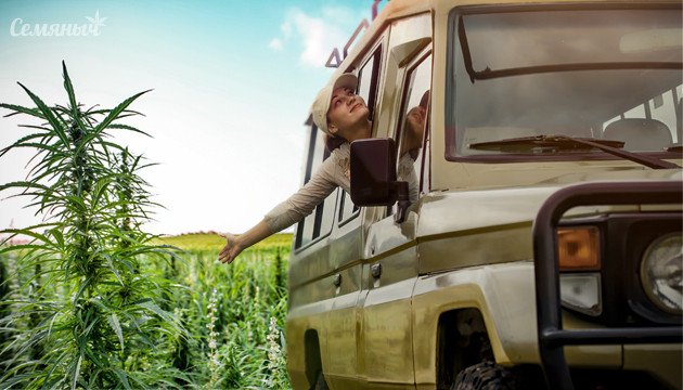 Что такое дикорастущая конопля Дикая конопля