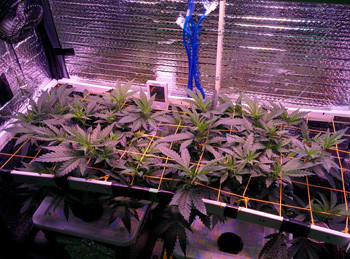 Начало цветения на 10 неделе выращивания