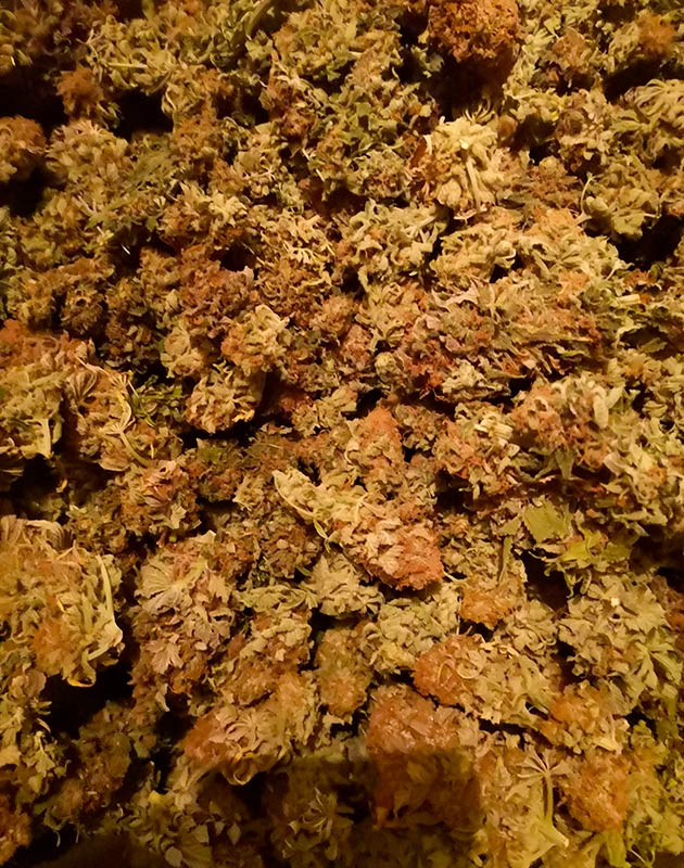 Собранный урожай Сухой урожай конопли