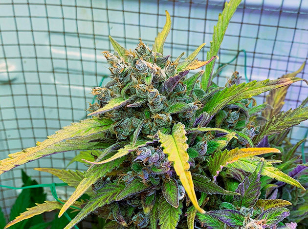 Фиолетовое соцветие конопли