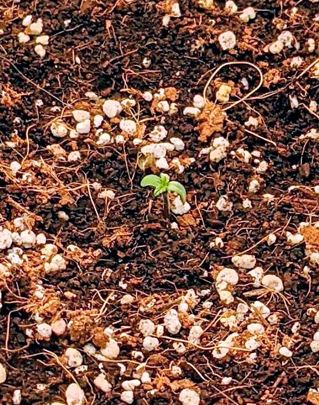 Росток Gorilla Glue Auto Gorilla Glue Auto после проращивания