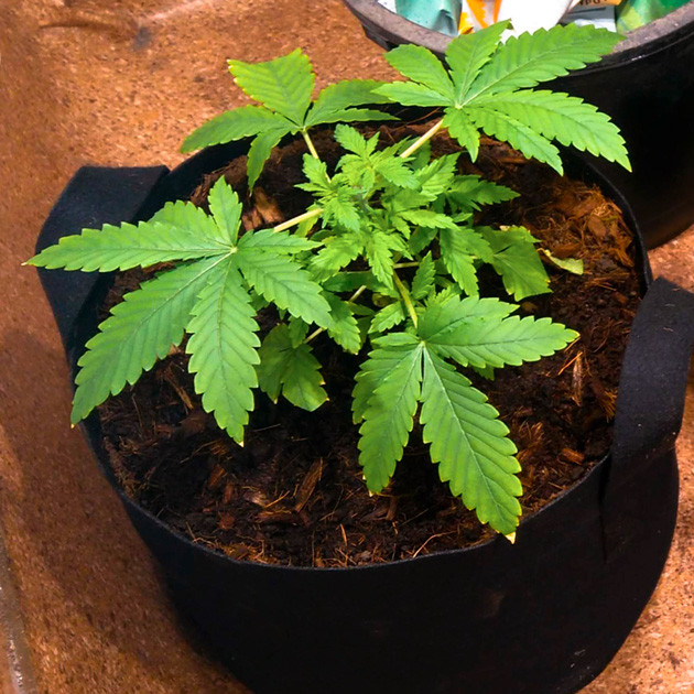 Росток 10 сантиметров